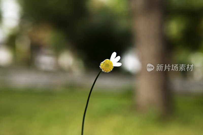 特写单雏菊，模糊的背景