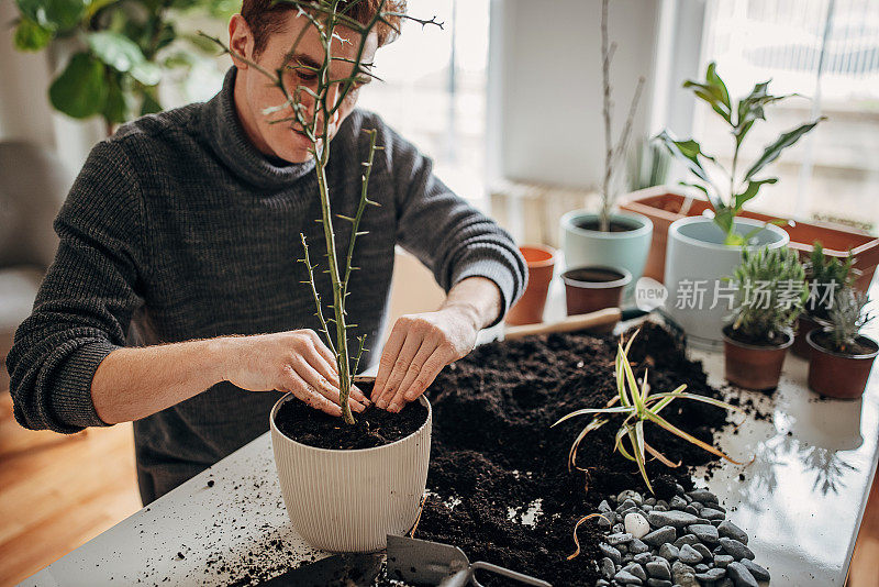 里德海德先生在家里种植室内植物