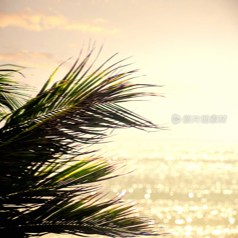 在日落时，棕榈树的叶子在闪亮的海景上摇曳