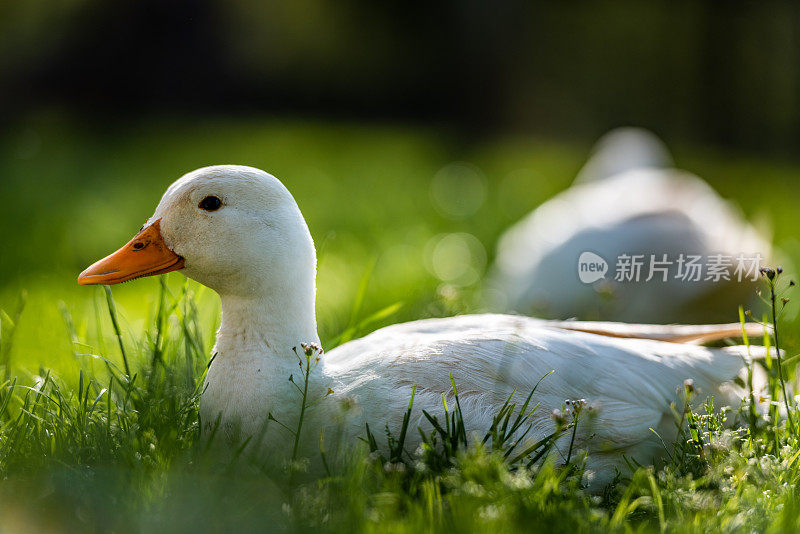 家萌白北京鸭在春天的青草上享受