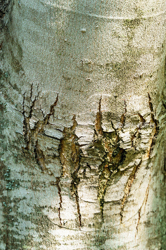 糖精槭木灰色脆皮枫树。任何设计的自然概念。软选择聚焦。放置文本