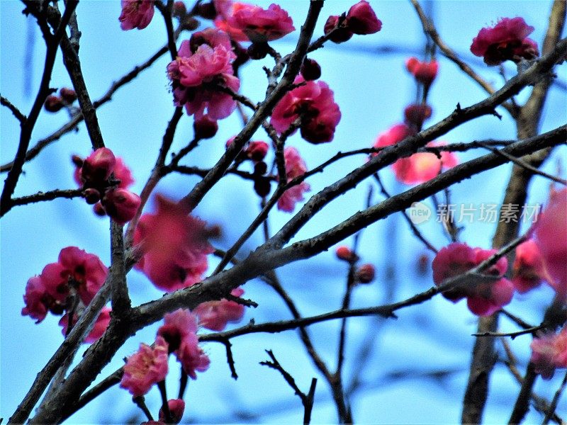 日本。1月。梅花在夕阳下绽放。的印象。