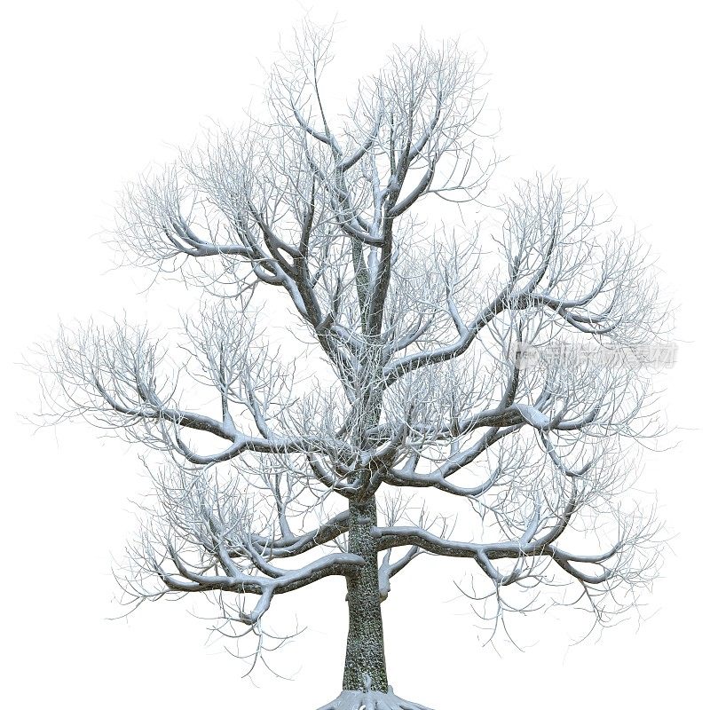 冬天的树在雪孤立在白色背景3d插图