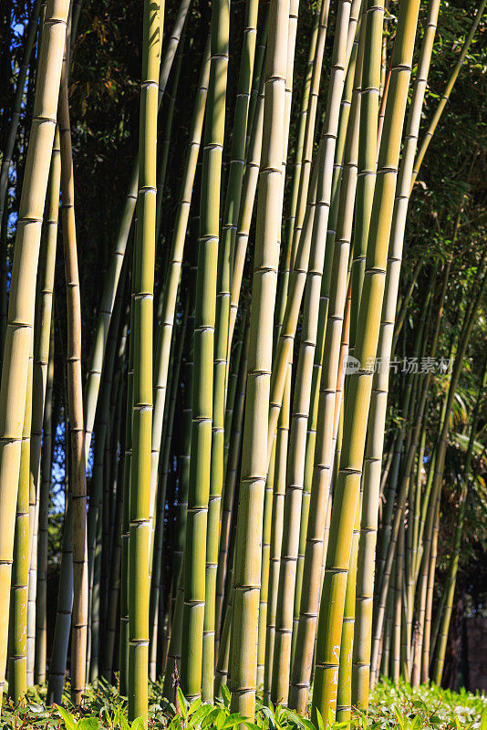 克罗地亚小镇公园里美丽的竹子植物特写