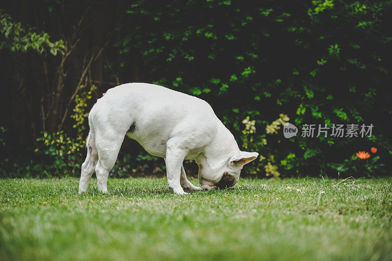 法国斗牛犬嗅草