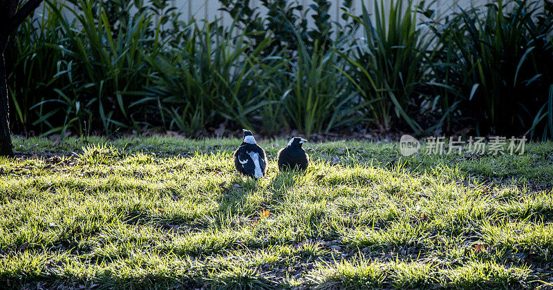 清晨，两只喜鹊在草地上交谈。