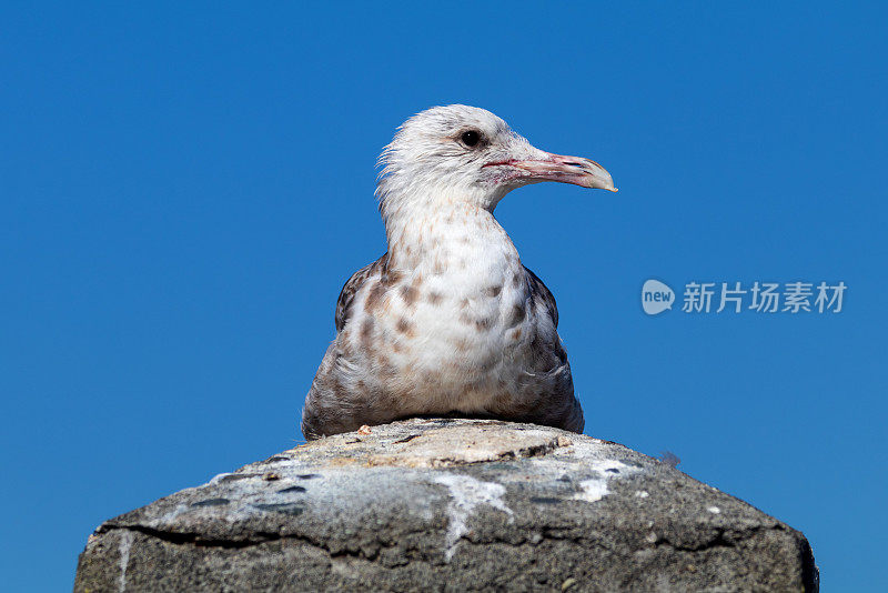 海鸥