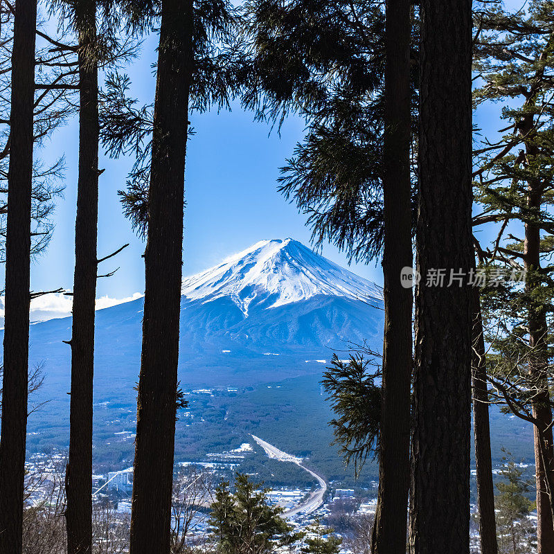 透过树林眺望富士山