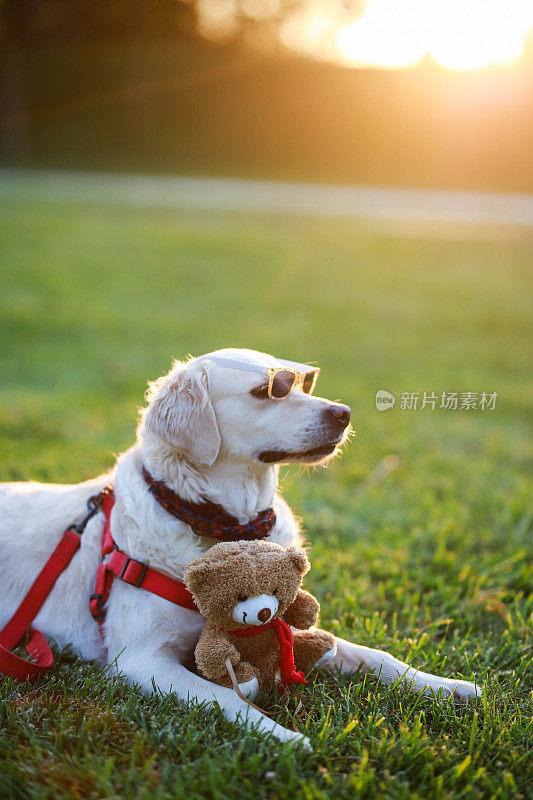 在一个美丽的公园里，戴着墨镜的金毛猎犬坐在夕阳下的草地上