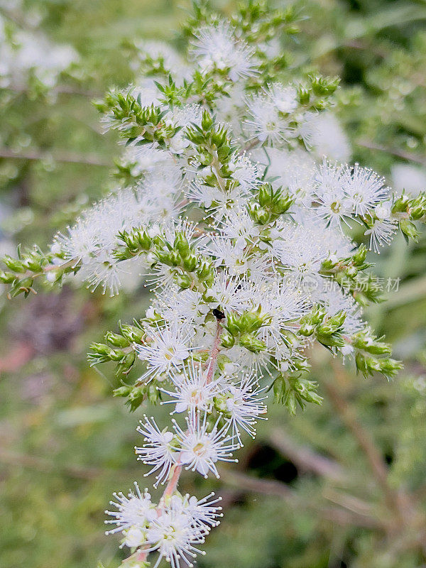 白花澳大利亚本土茶树