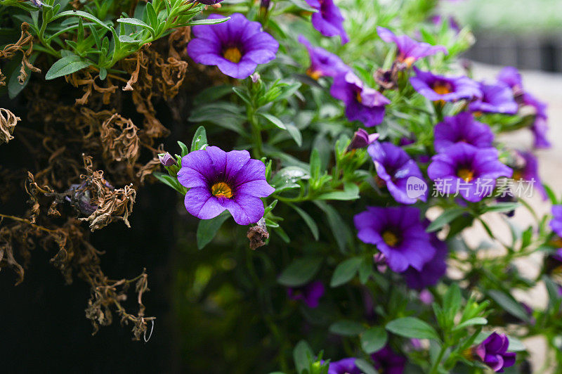 盛开的紫色牵牛花特写。美丽的装饰植物矮牵牛花。花病，叶干，萎凋