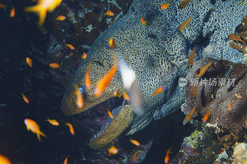 海洋生物水下珊瑚和鱼类红海的巨型海鳗