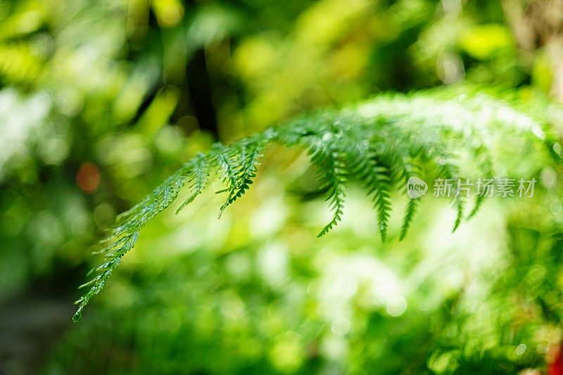 花园里美丽的蕨类植物叶子