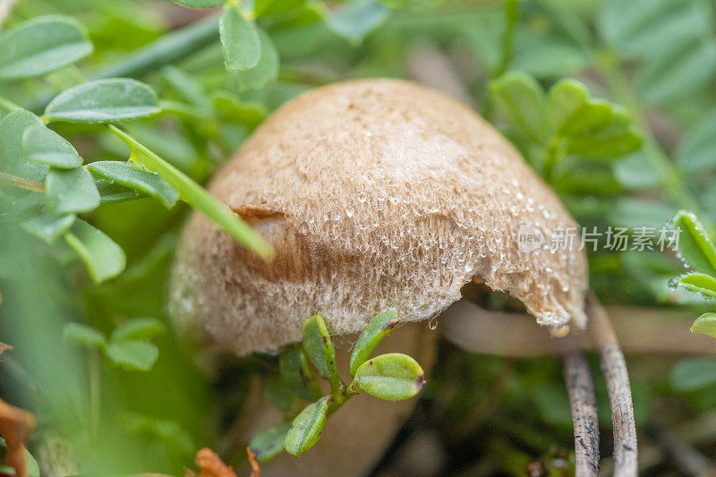 乳菇属mairei吗?鳃的细节