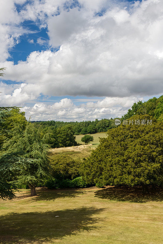 英国萨默塞特郡萨默塞特高地的树木和草地