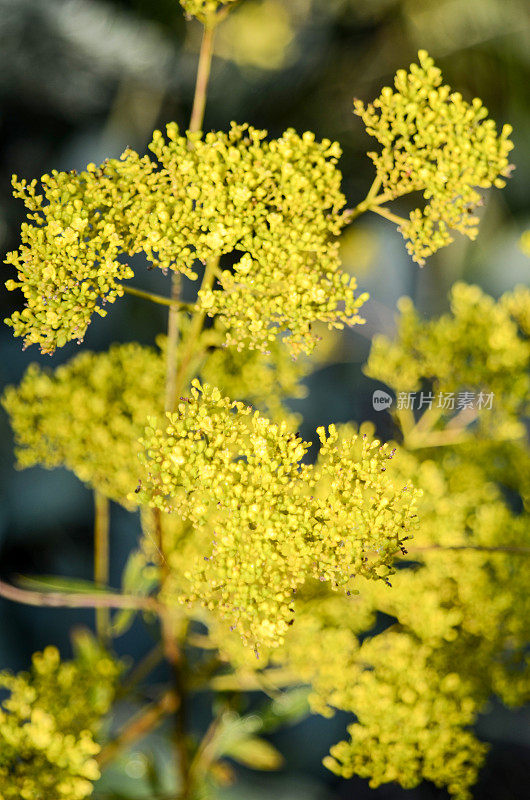 黄花楸:后花园夏末的花朵