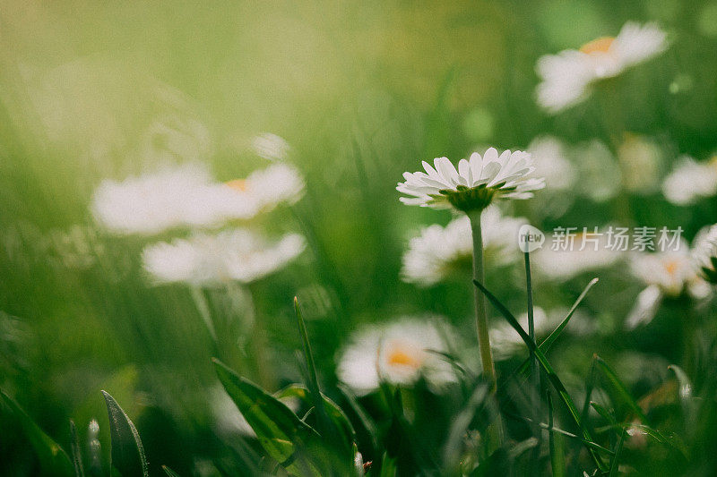 黛西草地