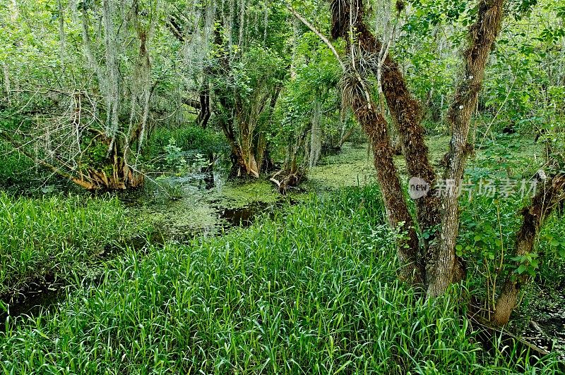 佛罗里达州大柏树国家保护区潮湿湿地中的老柏树和棕榈树