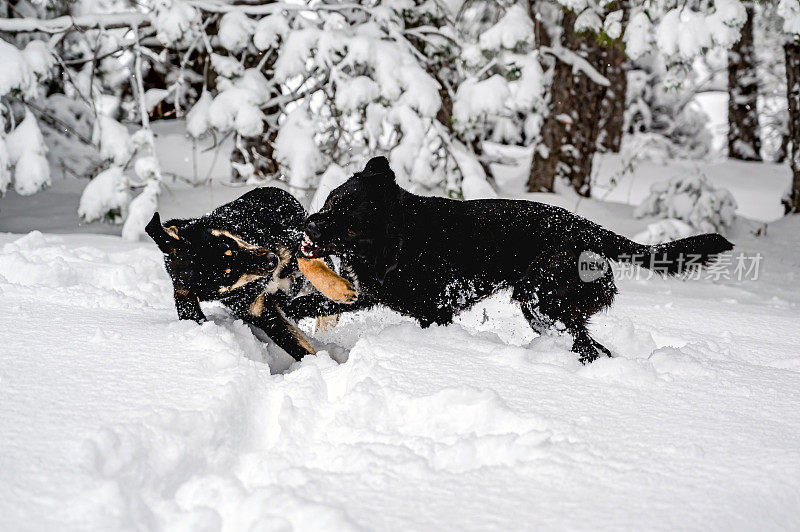 在雪中玩耍的狗