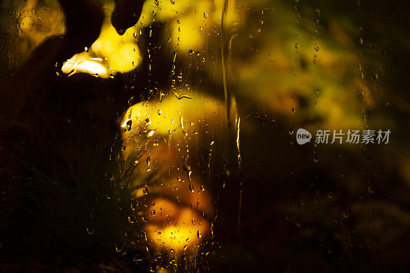 人造微模型，万圣节南瓜灯在童话般的潮湿热带雨林，夜雨透过玻璃窗射出水汽