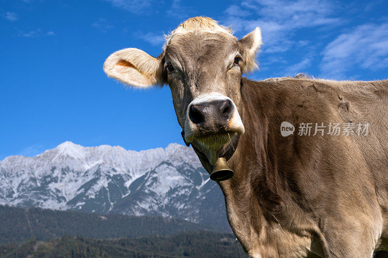 奶牛站在蒂罗尔美丽的山景前