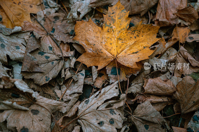 秋天树林里的一片叶子