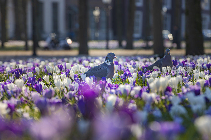 鸽子在荷兰海牙的兰格沃尔豪特盛开的番红花之间