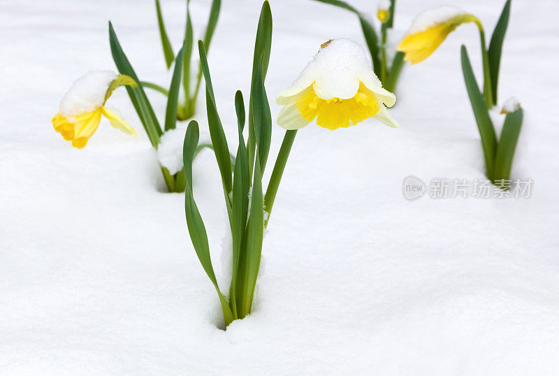 雪中的水仙花