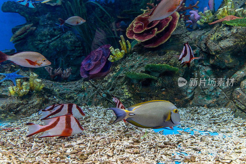 海底世界的热带鱼