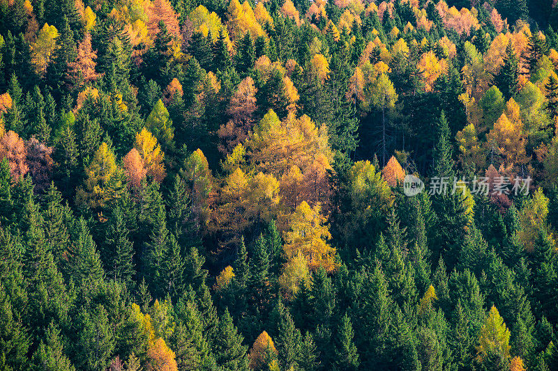 自然保护区，高山森林景观