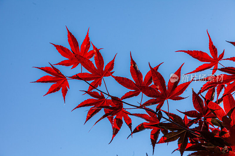 花、树等。