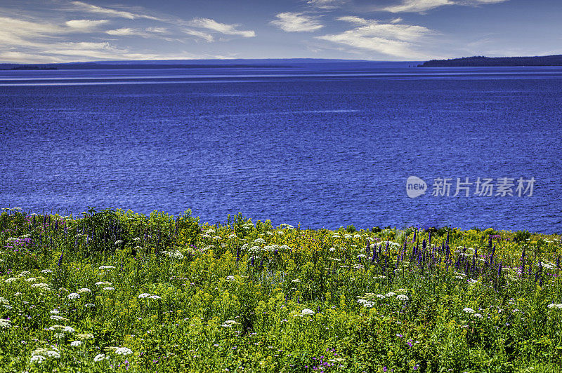 黄石湖岸边郁郁葱葱的美丽野花草地，风景秀丽