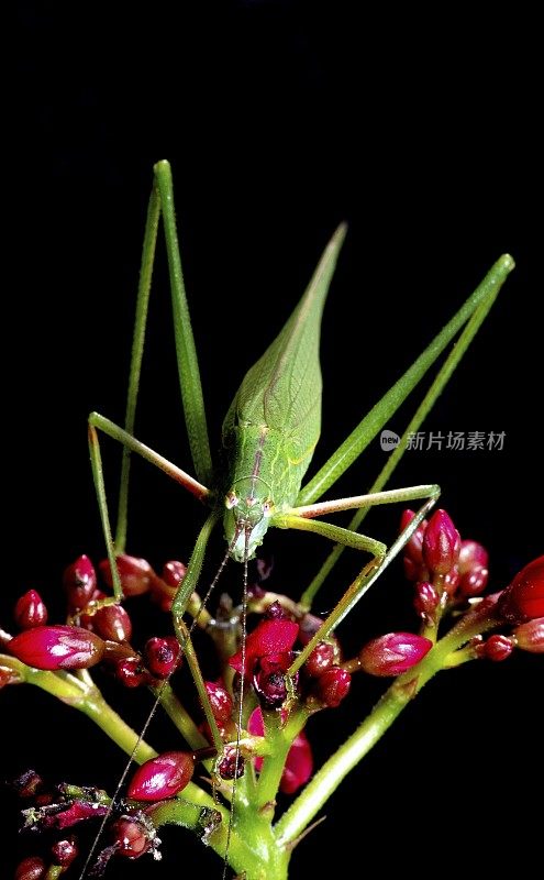 蚱蜢在红花上——动物行为。