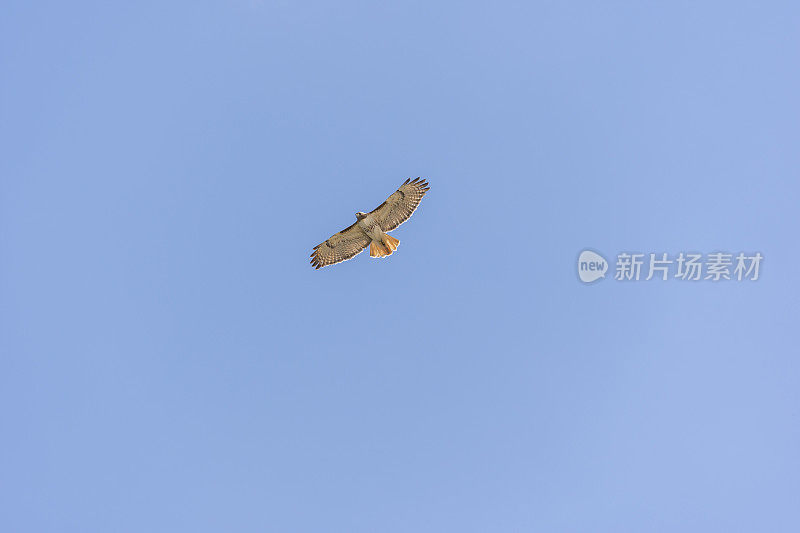 从正下方看，红尾鹰在湛蓝的天空中翱翔