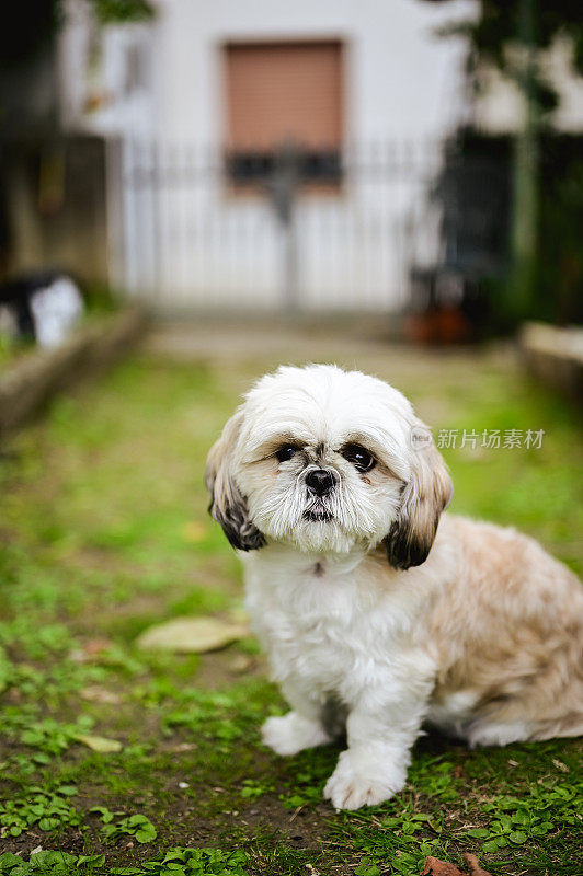 户外的西施犬肖像。