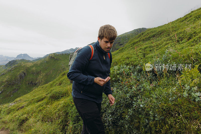 男子在罗浮敦群岛徒步旅行时捡起蓝莓