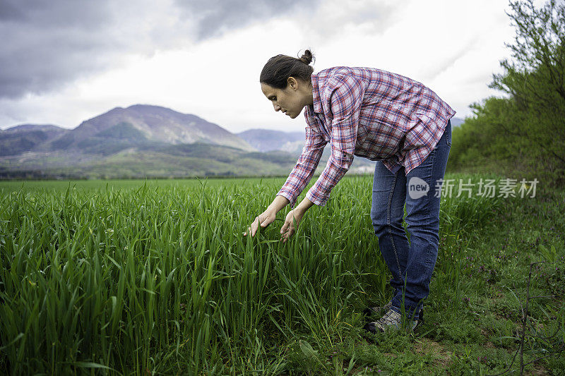 一位农妇在检查春天的小麦收成。