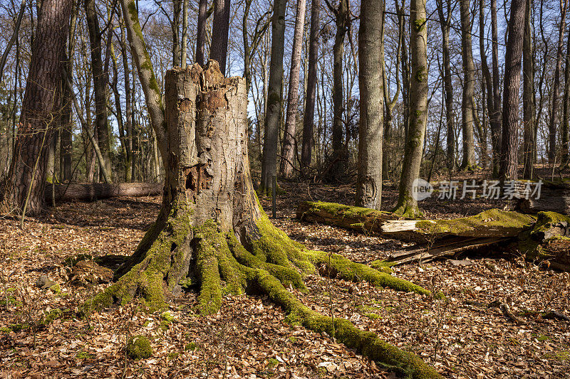 枯木老树干森林自然