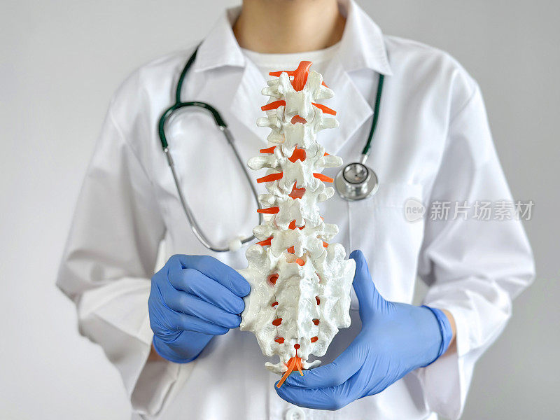 医生正在展示人体脊柱和神经系统