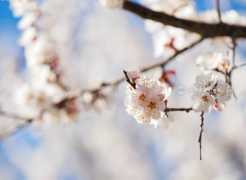 梅花在春天发芽