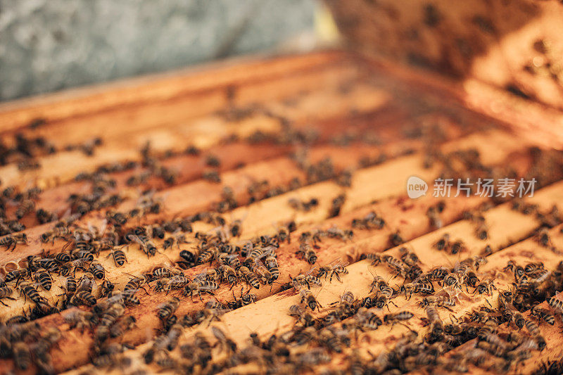 打开有蜜蜂的蜂巢