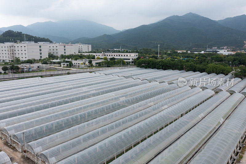 花卉种植栽培基地