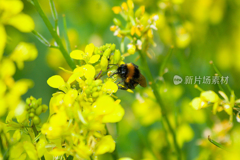 大黄蜂在英国乡村为明黄色植物授粉的特写镜头，这是自然环境中非常重要的一部分。