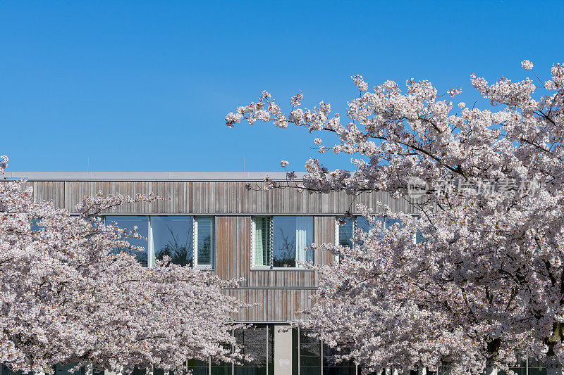 樱花映着建筑，晴空万里