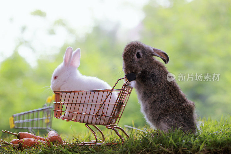 兔子和购物车