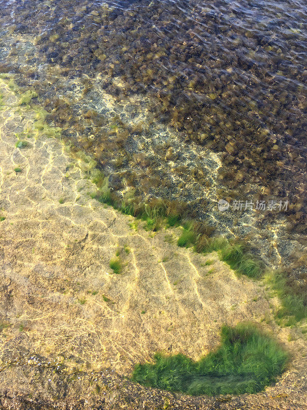 海中的海藻