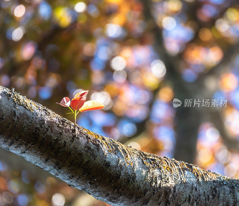 这是一棵生长在咖啡山中间的百年榕树的枝叶特写，春天里，树叶红红的
