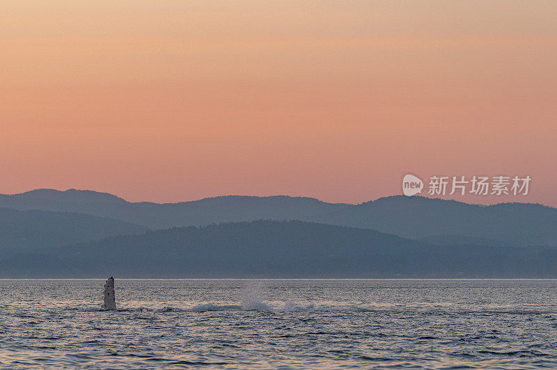 雄伟的座头鲸在一个充满活力的日出在胡安德富卡海峡附近的圣胡安群岛和维多利亚加拿大