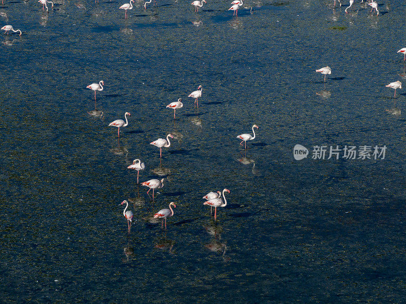 湖上的火烈鸟