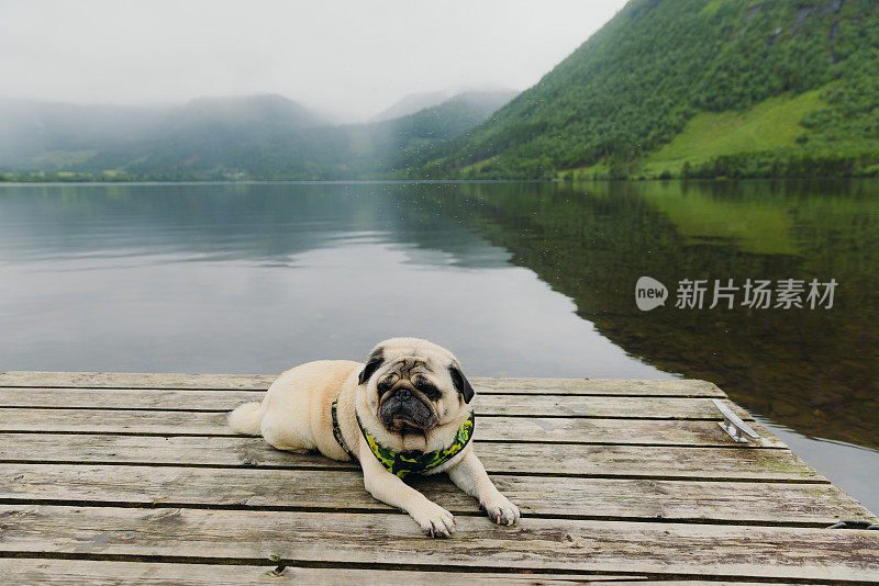 美丽的狗在挪威的湖边沉思夏天的早晨